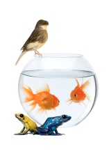 fish-frogs