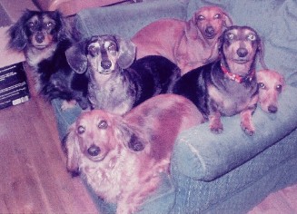 The gang